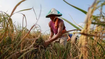 Putusnya Rantai Regenerasi: Ketika Petani Tak Lagi Ingin Anaknya Mewarisi Lumpur Sawah